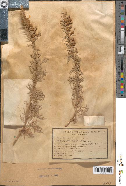 spécimen de Artemisia arborescens