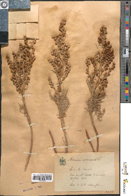 spécimen de Artemisia arborescens