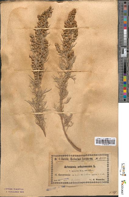 spécimen de Artemisia arborescens