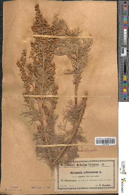 spécimen de Artemisia arborescens