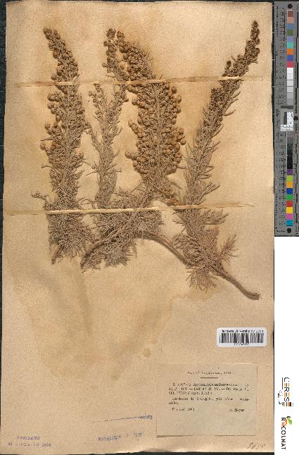 spécimen de Artemisia arborescens