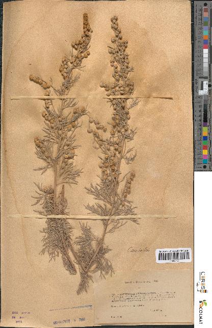 spécimen de Artemisia arborescens