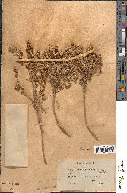 spécimen de Artemisia arborescens