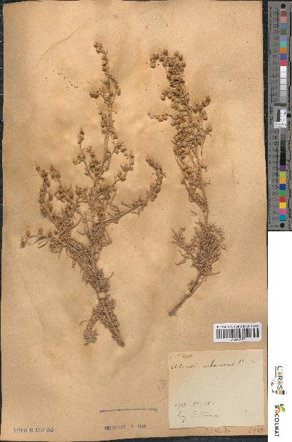 spécimen de Artemisia arborescens