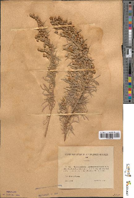 spécimen de Artemisia arborescens