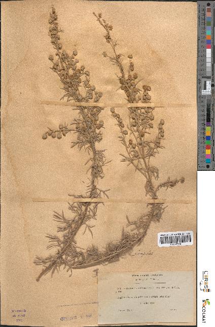 spécimen de Artemisia arborescens