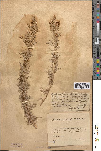 spécimen de Artemisia arborescens