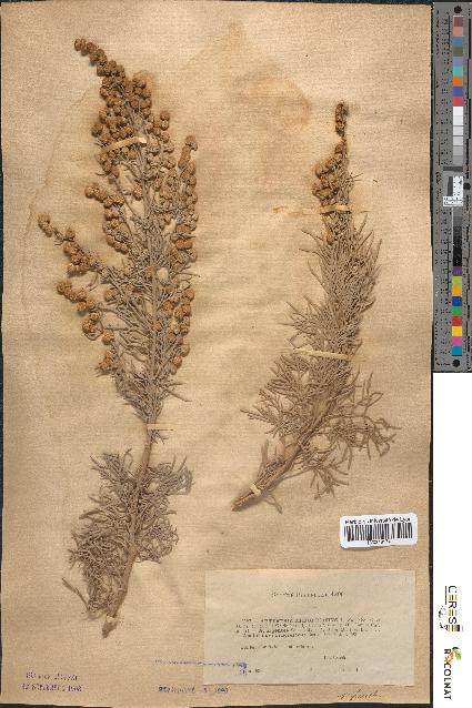 spécimen de Artemisia arborescens