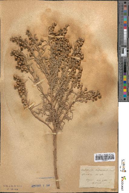 spécimen de Artemisia arborescens