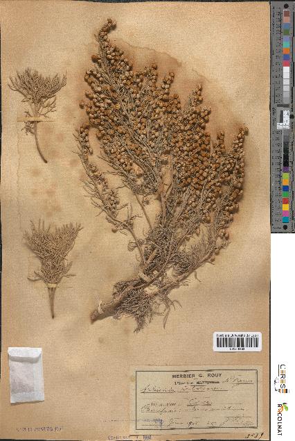 spécimen de Artemisia arborescens