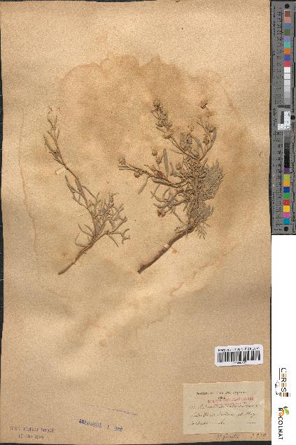 spécimen de Artemisia arborescens
