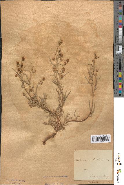 spécimen de Artemisia arborescens