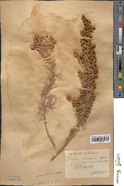 spécimen de Artemisia arborescens