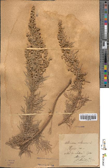 spécimen de Artemisia arborescens