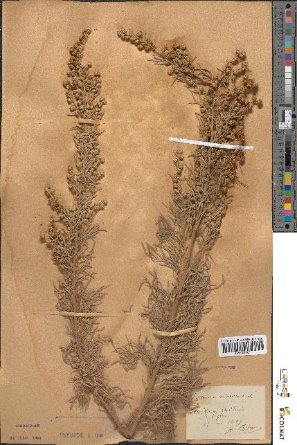 spécimen de Artemisia arborescens