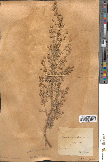 spécimen de Artemisia arborescens