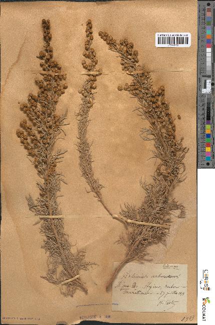 spécimen de Artemisia arborescens