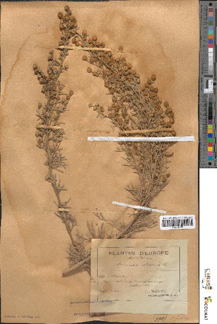 spécimen de Artemisia arborescens