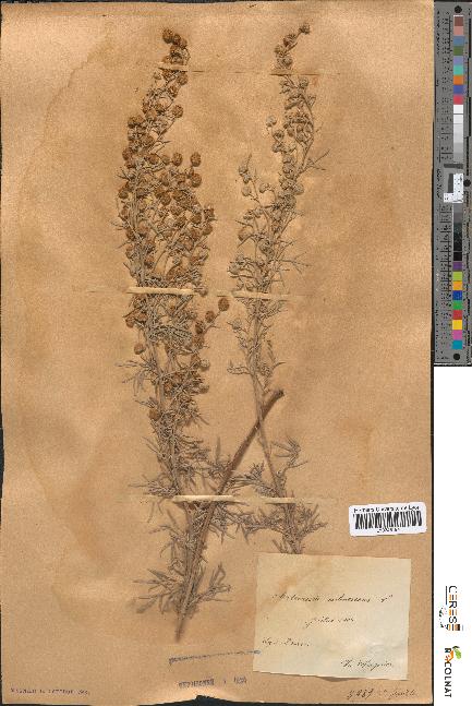 spécimen de Artemisia arborescens