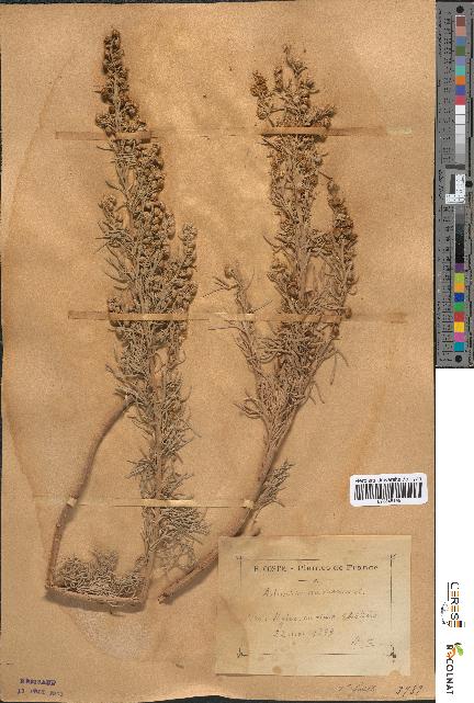 spécimen de Artemisia arborescens