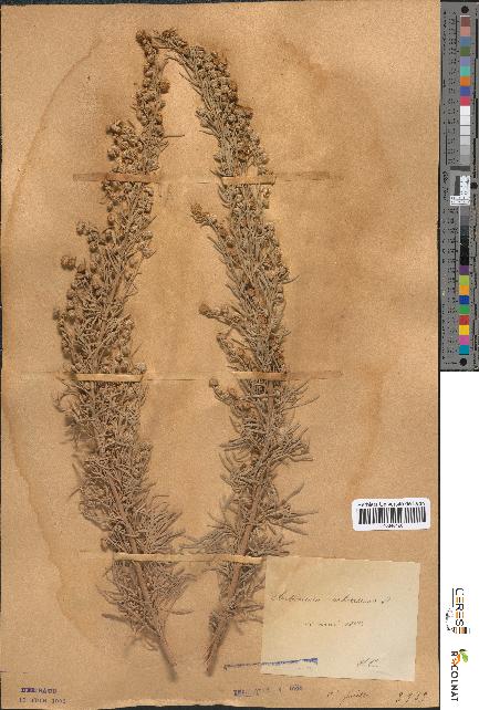 spécimen de Artemisia arborescens