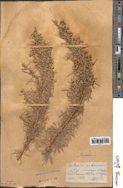 spécimen de Artemisia arborescens