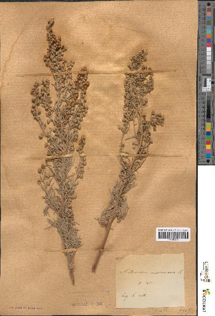 spécimen de Artemisia arborescens