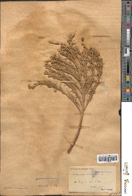 spécimen de Artemisia arborescens