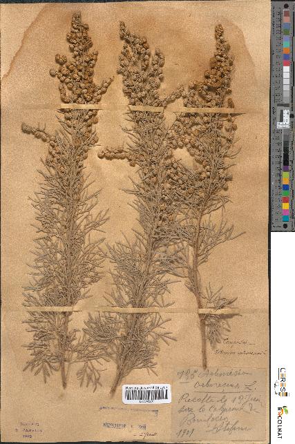 spécimen de Artemisia arborescens