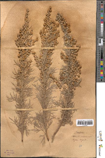 spécimen de Artemisia arborescens