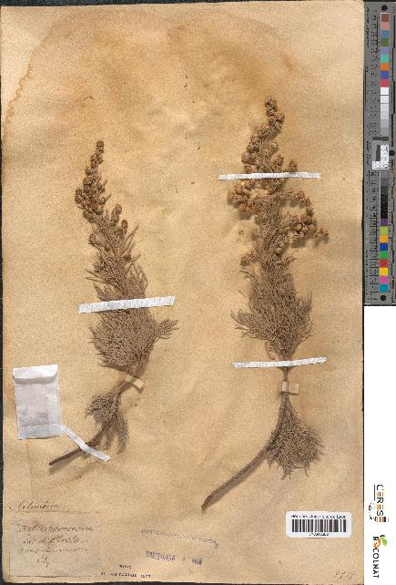 spécimen de Artemisia arborescens