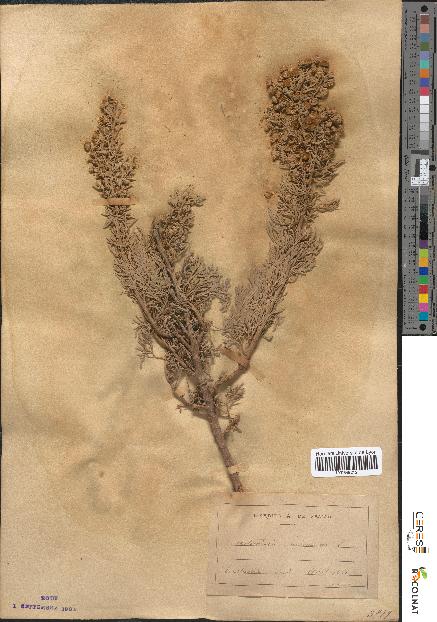 spécimen de Artemisia arborescens