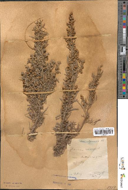 spécimen de Artemisia arborescens