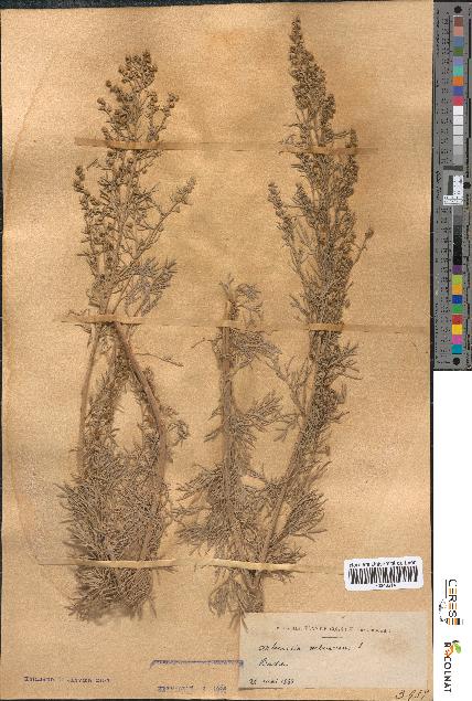 spécimen de Artemisia arborescens