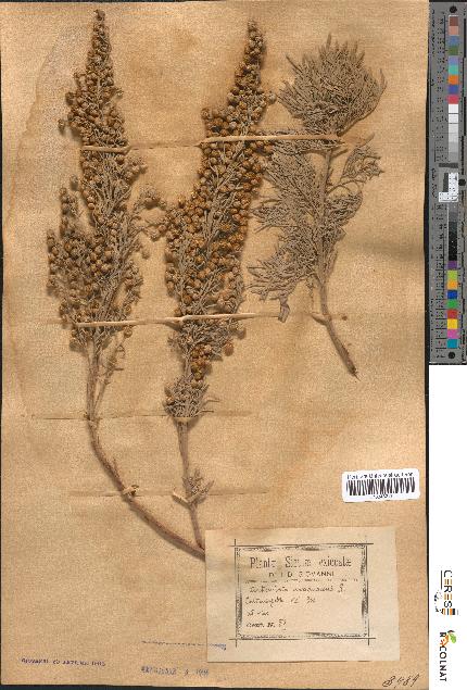 spécimen de Artemisia arborescens