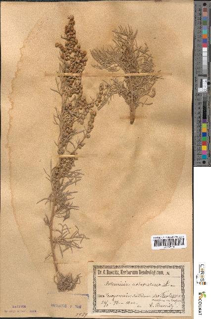 spécimen de Artemisia arborescens