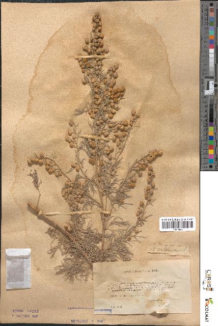 spécimen de Artemisia arborescens