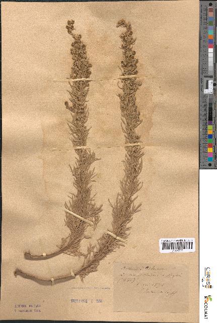 spécimen de Artemisia arborescens