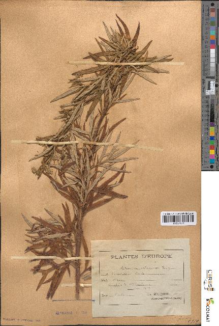 spécimen de Artemisia selengensis