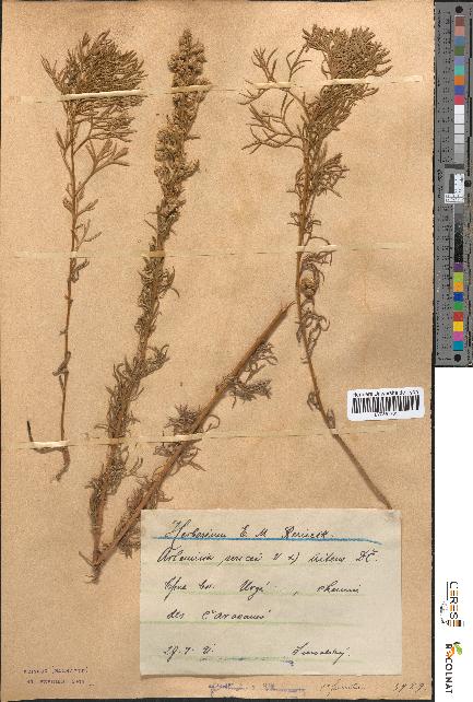 spécimen de Artemisia sericea