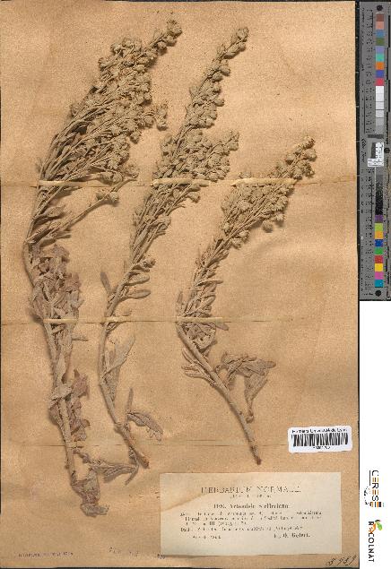 spécimen de Artemisia stelleriana