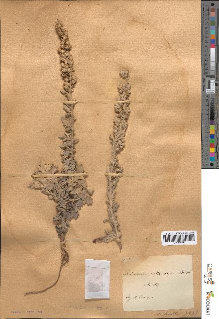 spécimen de Artemisia stelleriana