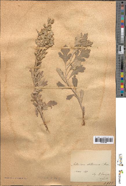 spécimen de Artemisia stelleriana