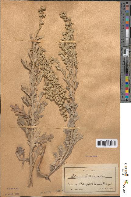 spécimen de Artemisia stelleriana