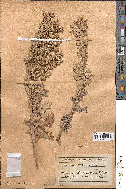 spécimen de Artemisia stelleriana