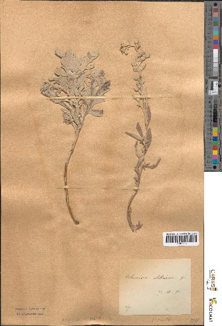 spécimen de Artemisia stelleriana