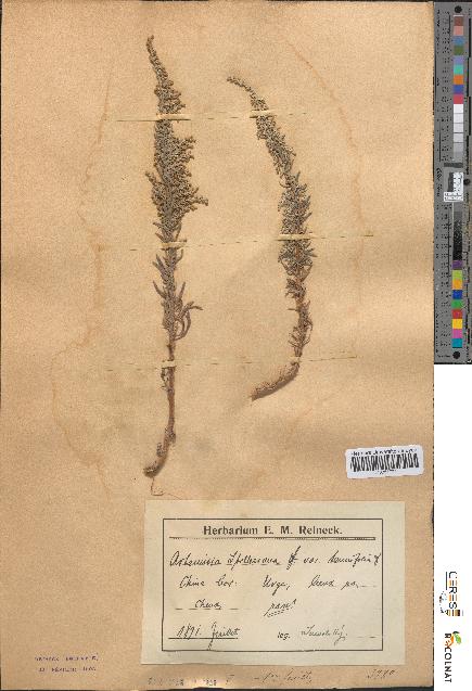 spécimen de Artemisia stelleriana