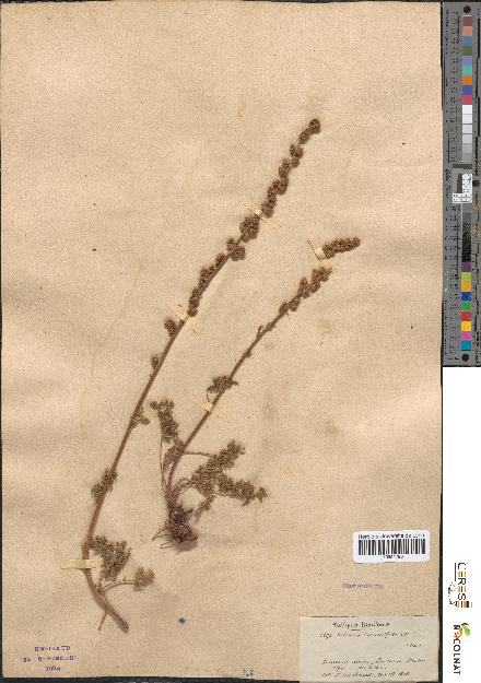 spécimen de Artemisia tanacetifolia