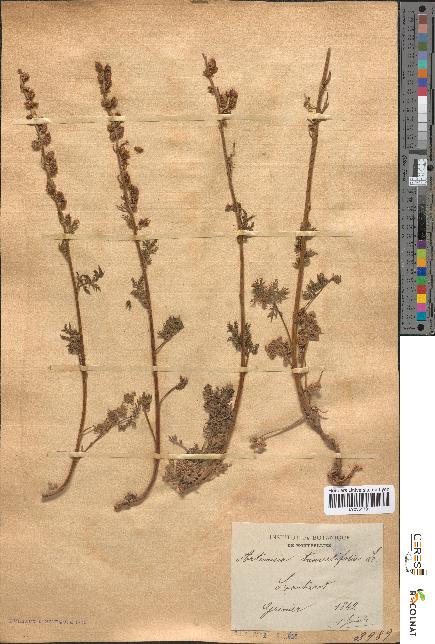 spécimen de Artemisia tanacetifolia