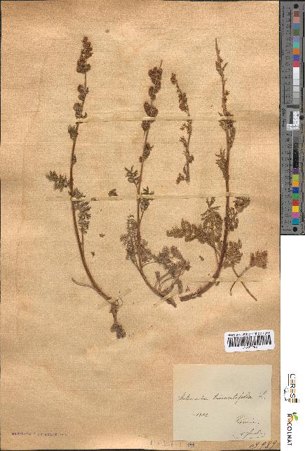 spécimen de Artemisia tanacetifolia